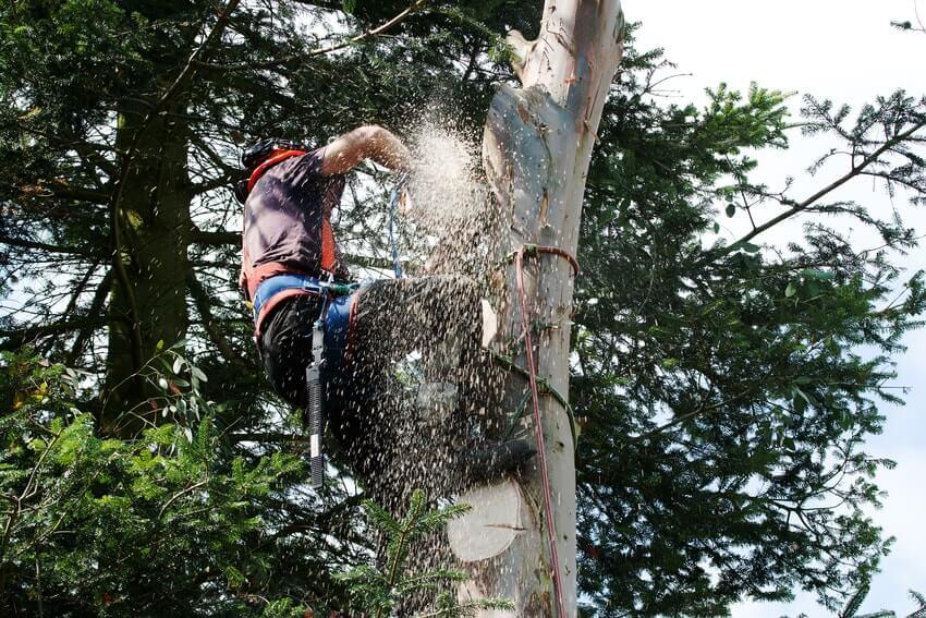 Tree Surgeons Charlton SE7